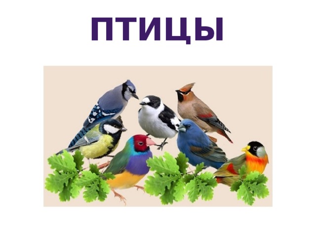 Птицы 