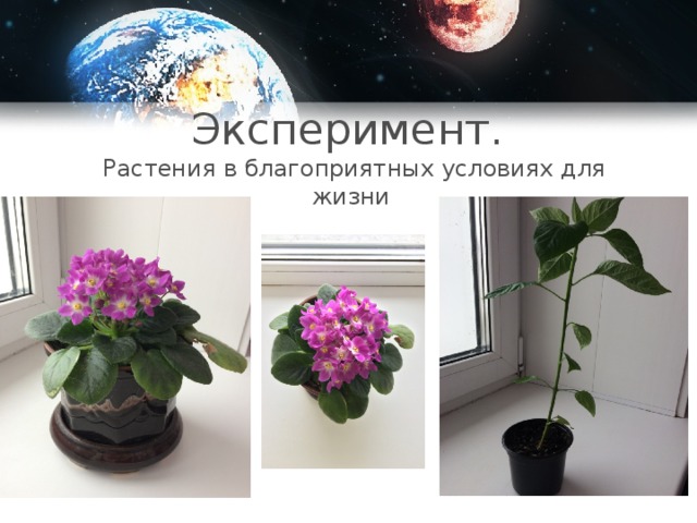 Эксперимент.  Растения в благоприятных условиях для жизни