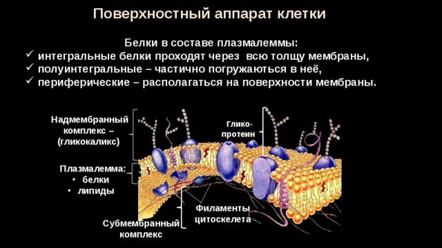 Поверхностный аппарат клетки  Белки в составе плазмалеммы:  интегральные белки проходят через всю толщу мембраны,  полуинтегральные – частично погружаються в неё,  периферические – располагаться на поверхности мембраны. Надмембранный комплекс – (гликокаликс) Глико-протеин Плазмалемма:  белки  липиды Филаменты цитоскелета Субмембранный комплекс 