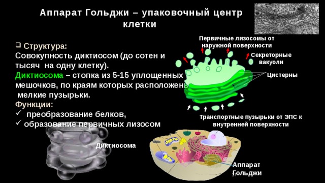  Аппарат Гольджи – упаковочный центр клетки Первичные лизосомы от наружной поверхности  Структура: Совокупность диктиосом  (до сотен и тысяч на одну клетку). Диктиосома – стопка из 5-15 уплощенных мешочков, по краям которых расположены мелкие пузырьки. Функции:  преобразование белков,  образование первичных лизосом Секреторные вакуоли Цистерны Транспортные пузырьки от ЭПС к внутренней поверхности Диктиосома Аппарат Гольджи 16 