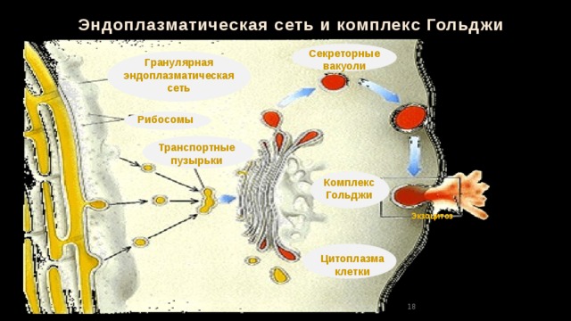 Эндоплазматическая сеть и комплекс Гольджи Секреторные вакуоли Гранулярная эндоплазматическая сеть Рибосомы Транспортные пузырьки Комплекс Гольджи Экзоцитоз Цитоплазма клетки 18 