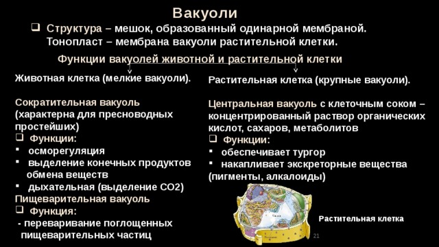 Вакуоли  Структура – мешок, образованный одинарной мембраной.  Тонопласт – мембрана вакуоли растительной клетки. Функции  вакуолей животной и растительной клетки Животная клетка (мелкие вакуоли).  Сократительная вакуоль (характерна для пресноводных простейших)  Функции:  осморегуляция  выделение конечных продуктов  обмена веществ  дыхательная (выделение СО2)  Пищеварительная вакуоль  Функция:  - переваривание поглощенных  пищеварительных частиц Растительная клетка (крупные вакуоли).  Центральная вакуоль с клеточным соком – концентрированный раствор органических кислот, сахаров, метаболитов  Функции:  обеспечивает тургор  накапливает экскреторные вещества (пигменты, алкалоиды) Растительная клетка 21 