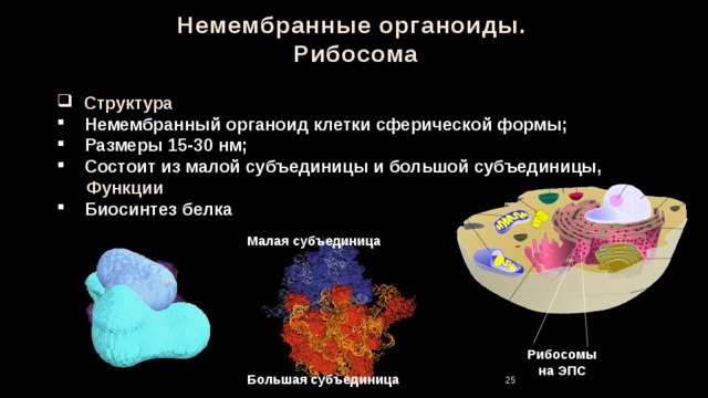Немембранные органоиды.  Рибосома  Структура  Немембранный органоид клетки сферической формы;  Размеры 15-30 нм;  Состоит из малой субъединицы и большой субъединицы,   Функции  Биосинтез белка Малая субъединица Рибосомы на ЭПС Большая субъединица 25 