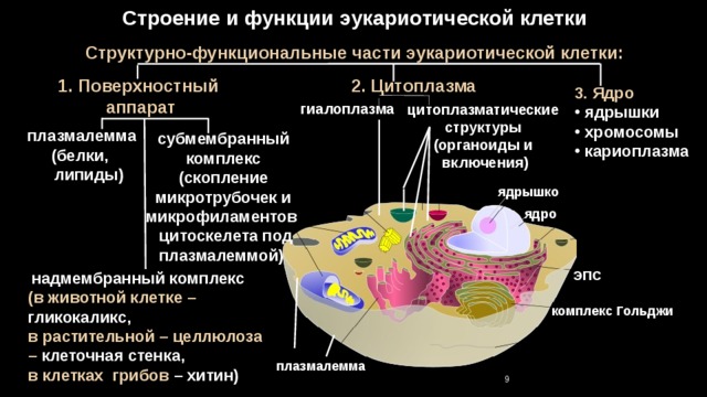 Строение и функции эукариотической клетки Структурно-функциональные части эукариотической клетки: 2. Цитоплазма 1. Поверхностный аппарат 3. Ядро  ядрышки  хромосомы  кариоплазма гиалоплазма цитоплазматические структуры (органоиды и  включения)  плазмалемма (белки,  липиды) субмембранный комплекс (скопление микротрубочек и микрофиламентов цитоскелета под плазмалеммой) ядрышко ядро ЭПС  надмембранный комплекс (в животной клетке – гликокаликс, в растительной – целлюлоза – клеточная стенка, в клетках грибов – хитин) комплекс Гольджи плазмалемма 9 