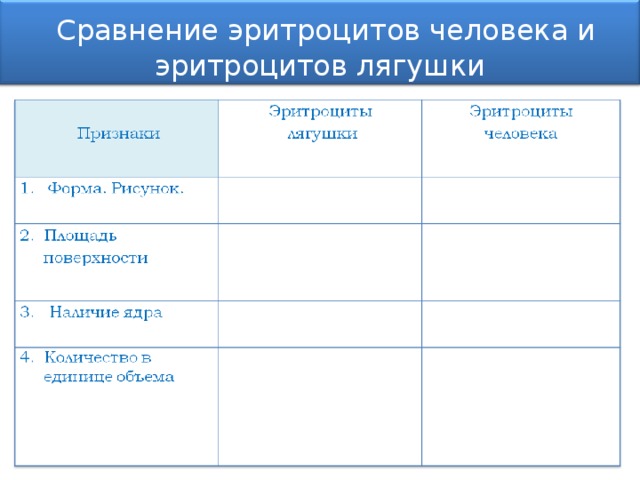  Сравнение эритроцитов человека и эритроцитов лягушки 11 