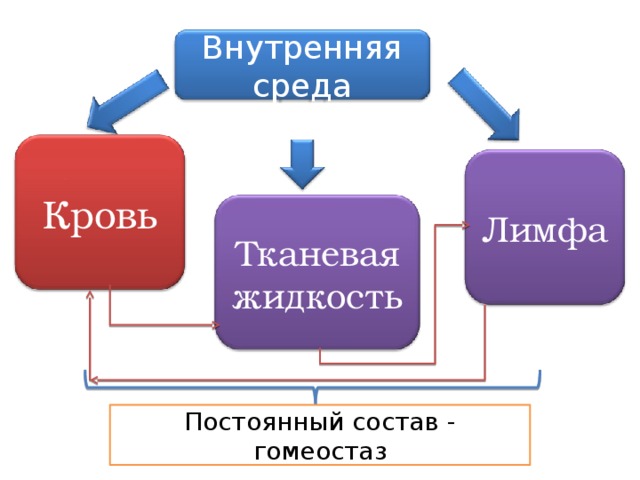 Внутренняя среда Кровь Лимфа Тканевая жидкость Постоянный состав - гомеостаз 