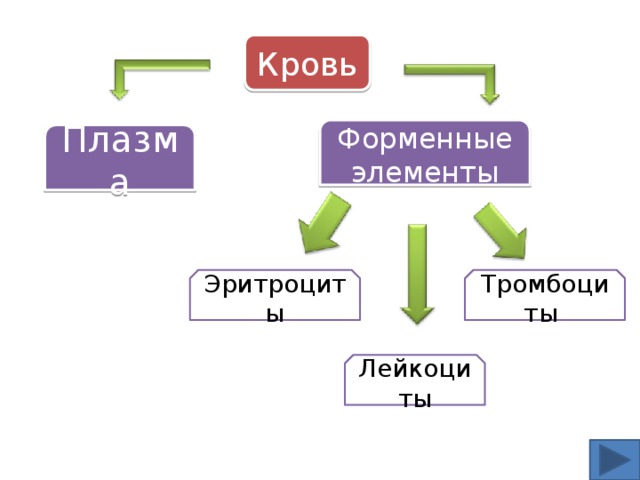Кровь Форменные элементы Плазма Тромбоциты Эритроциты Лейкоциты 