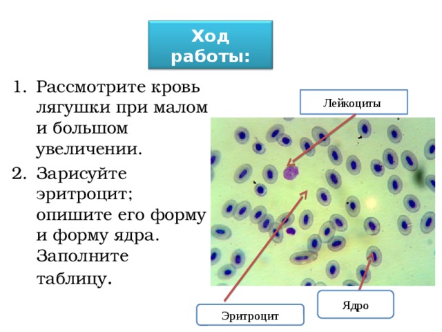 Ход работы: Рассмотрите кровь лягушки при малом и большом увеличении. Зарисуйте эритроцит; опишите его форму и форму ядра. Заполните таблицу . Лейкоциты Ядро Эритроцит 
