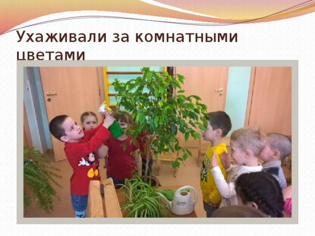 Ухаживали за комнатными цветами 