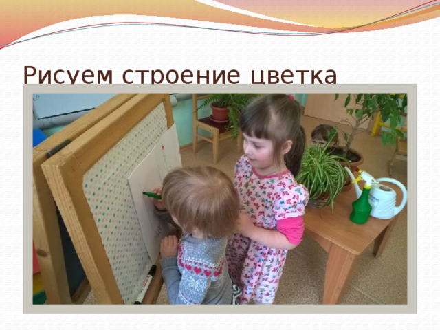 Рисуем строение цветка 