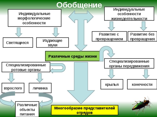 Обобщение   Индивидуальные особенности жизнедеятельности Индивидуальные морфологические особенности Развитие с превращением Развитие без превращения Светящиеся Издающие звуки Различные среды жизни Специализированные органы передвижения Специализированные ротовые органы крылья конечности личинка взрослого Различные объекты питания Многообразие представителей отрядов 