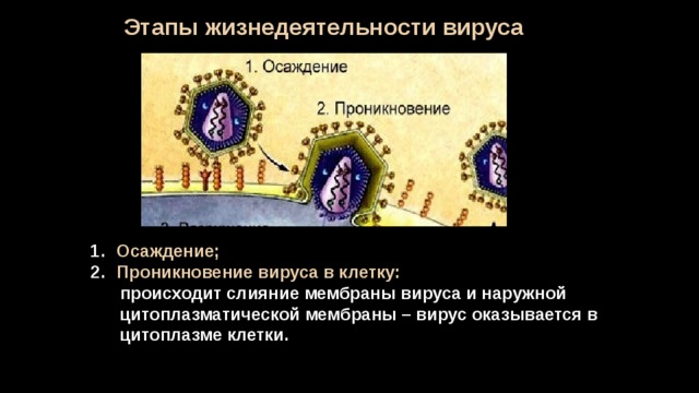 Этапы жизнедеятельности вируса Осаждение; Проникновение вируса в клетку:  происходит слияние мембраны вируса и наружной  цитоплазматической мембраны – вирус оказывается в  цитоплазме клетки. 