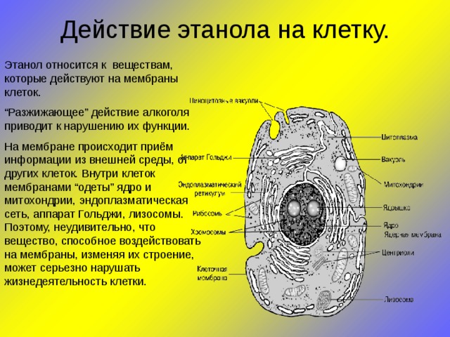 К какому царству относится организм схема строения клетки которого изображена на рисунке