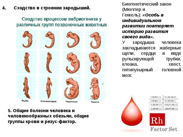 Внешние сходства с зародышем. Эмбрионы Геккеля. Сходство зародышей позвоночных. Жаберные щели у зародыша человека. Жаберные щели у эмбриона человека.