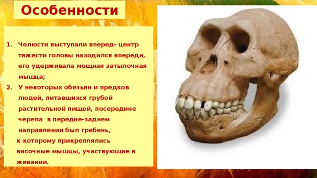  Особенности  Челюсти выступали вперед- центр тяжести головы находился впереди, его удерживала мощная затылочная мышца; У некоторых обезьян и предков людей, питавшихся грубой растительной пищей, посередине черепа в передне-заднем направлении был гребень,  к которому прикреплялись  височные мышцы, участвующие в  жевании. 