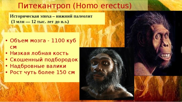 Питекантроп (Homo erectus) Историческая эпоха – нижний палеолит  (3 млн — 12 тыс. лет до н.э.) Объем мозга - 1100 куб см Низкая лобная кость Скошенный подбородок Надбровные валики Рост чуть более 150 см 