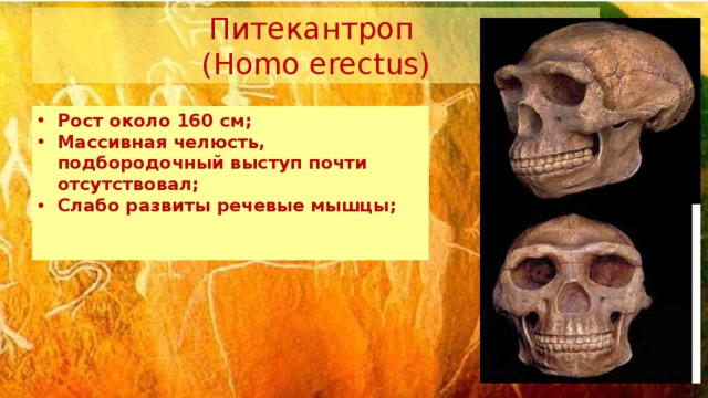 Питекантроп (Homo erectus) Рост около 160 см; Массивная челюсть, подбородочный выступ почти отсутствовал; Слабо развиты речевые мышцы;   