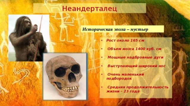Неандерталец Историческая эпоха – мустьер Рост около 165 см   Объем мозга 1400 куб. см   Мощные надбровные дуги   Выступающий широкий нос   Очень маленький подбородок   Средняя продолжительность жизни – 23 года  