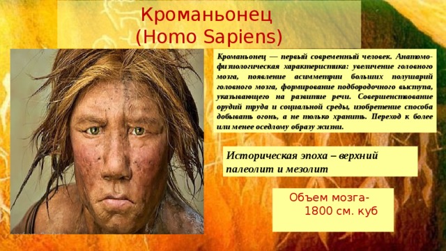 Кроманьонец (Homo Sapiens) Кроманьонец — первый современный человек. Анатомо-физиологическая характеристика: увеличение головного мозга, появление асимметрии больших полушарий головного мозга, формирование подбородочного выступа, указывающего на развитие речи. Совершенствование орудий труда и социальной среды, изобретение способа добывать огонь, а не только хранить. Переход к более или менее оседлому образу жизни. Историческая эпоха – верхний палеолит и мезолит  Объем мозга-  1800 см. куб 