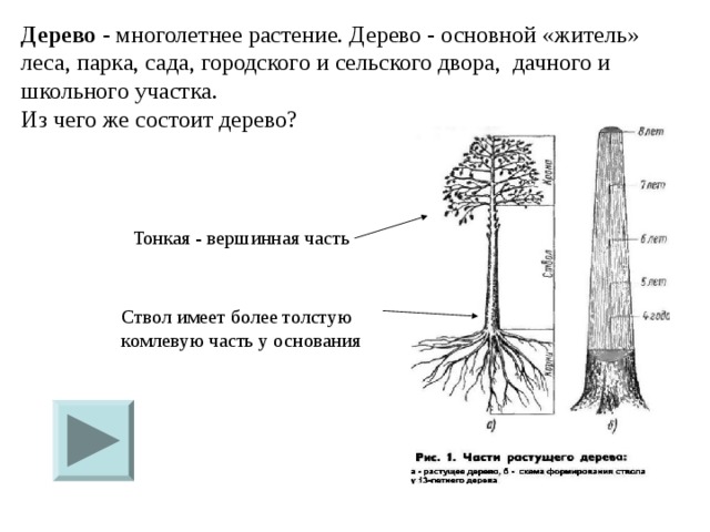 Дерево - многолетнее растение. Дерево - основной «житель» леса, парка, сада, городского и сельского двора, дачного и школьного участка.  Из чего же состоит дерево?    Тонкая - вершинная часть Ствол имеет более толстую комлевую часть у основания 