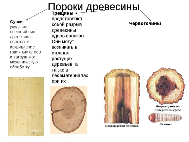 Пороки древесины Трещины представляют собой разрыв древесины вдоль волокон. Они могут возникать в стволах растущих деревьев, а также в лесоматериалах при их высыхании Сучки ухудшают внешний вид древесины, вызывают искривление годичных слоев и затрудняют механическую обработку Червоточины  