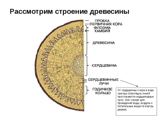 Рассмотрим строение древесины От сердцевины к коре в виде светлых блестящих линий простираются сердцевидные лучи. Они служат для проведения воды, воздуха и питательных веществ внутрь дерева 