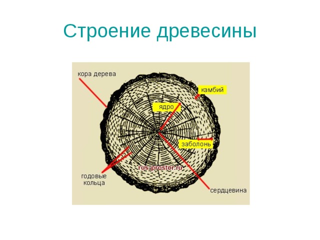 Строение древесины 