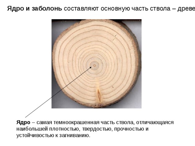 Ядро и заболонь составляют основную часть ствола – древесину Ядро – самая темноокрашенная часть ствола, отличающаяся наибольшей плотностью, твердостью, прочностью и устойчивостью к загниванию. 