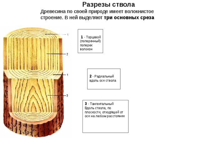 Разрезы ствола Древесина по своей природе имеет волокнистое строение. В ней выделяют три основных среза   1 - Торцевой (поперечный) поперек волокон 2 - Радиальный вдоль оси ствола 3 - Тангентальный Вдоль ствола, по плоскости, отходящей от оси на любом расстоянии 