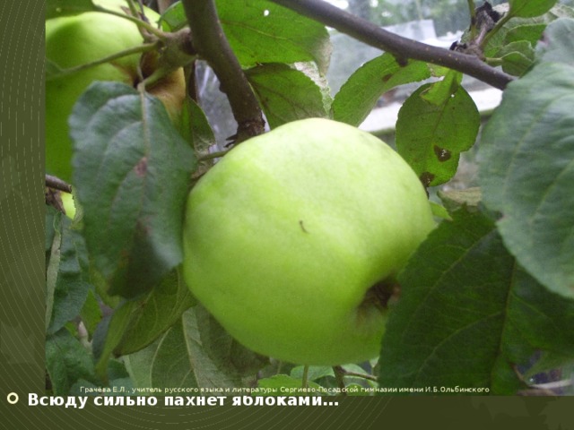 Всюду сильно пахнет яблоками… Грачёва Е.Л., учитель русского языка и литературы Сергиево-Посадской гимназии имени И.Б.Ольбинского 