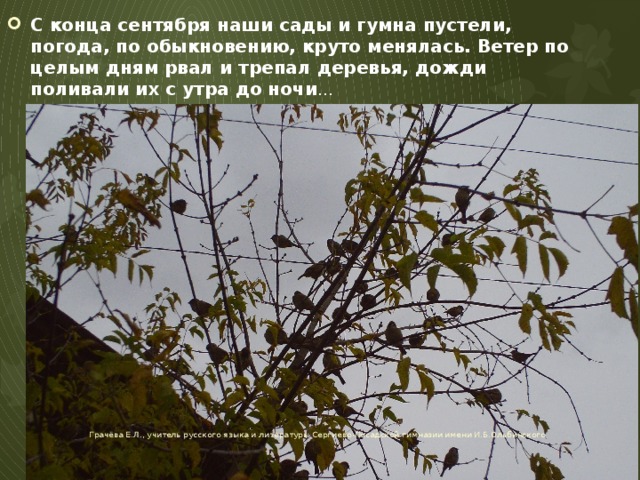 С конца сентября наши сады и гумна пустели, погода, по обыкновению, круто менялась. Ветер по целым дням рвал и трепал деревья, дожди поливали их с утра до ночи … Грачёва Е.Л., учитель русского языка и литературы Сергиево-Посадской гимназии имени И.Б.Ольбинского 