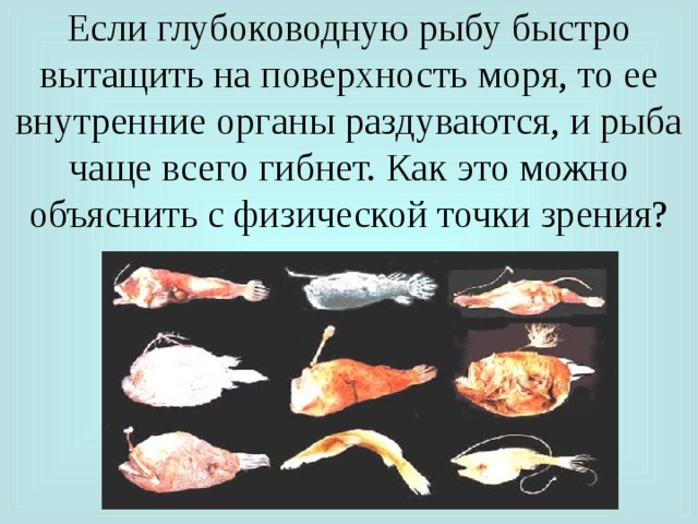 Выбери название единственного глубоководного. Глубоководные рыбы вытащенные на поверхность. Глубоководная рыба вытащенная из воды. Глубоководная рыба раздувается на поверхности. Глубоководные рыбы взрываются.