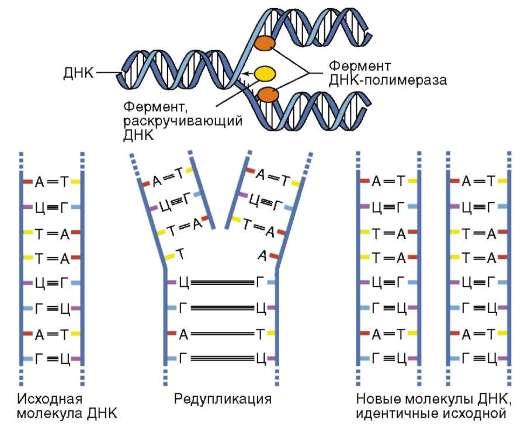Редупликация днк
