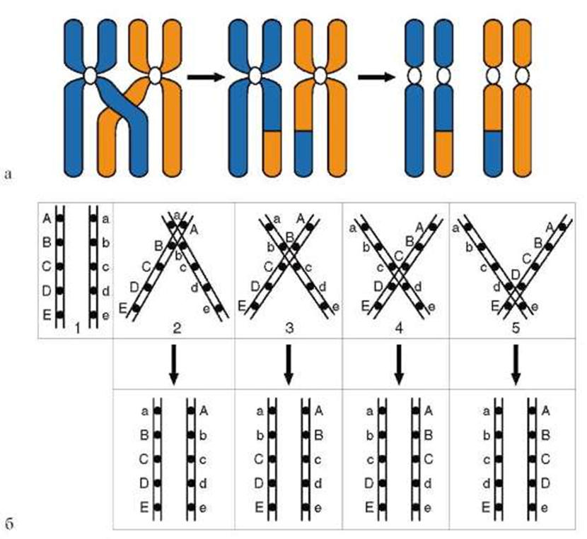 Схема хромосомного набора. Схема генетическая карта хромосомы. Хромосомные карты кроссинговер. Схема конъюгации и кроссинговера. Хромосомная карта человека.