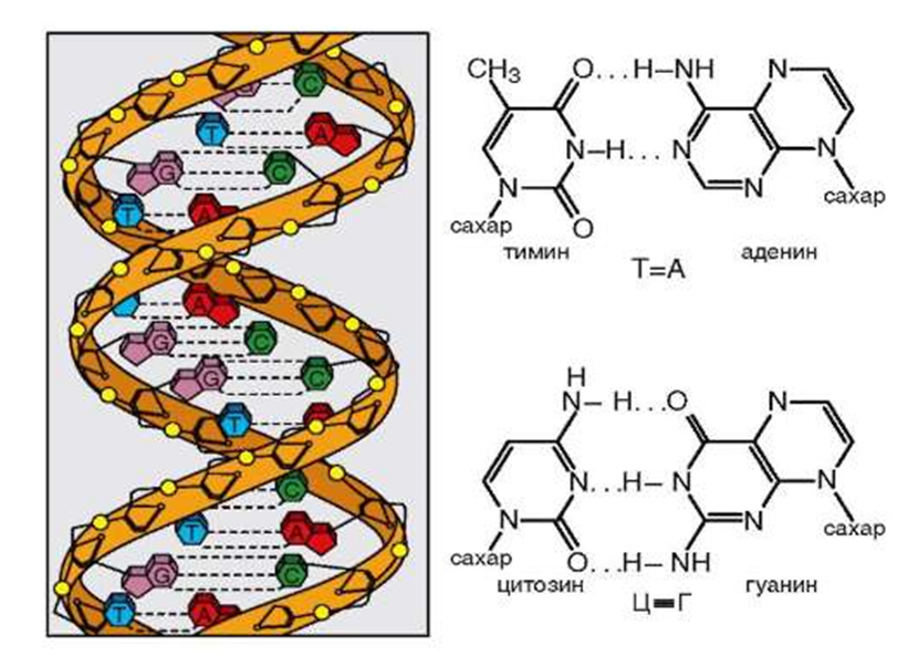 Днк аденин гуанин цитозин тимин. Биохимические основы наследственности. Молекулярно-генетические основы наследственности. Биохимические основы наследственности генетика. Биохимические и молекулярные основы наследственности.