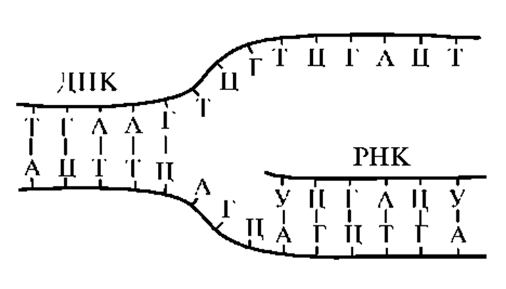 Образование ирнк транскрипция. Схема образования информационной РНК на матрице ДНК. Транскрипция РНК схема. Синтез РНК на матрице ДНК схема. Схема образования и РНК по матрице ДНК.