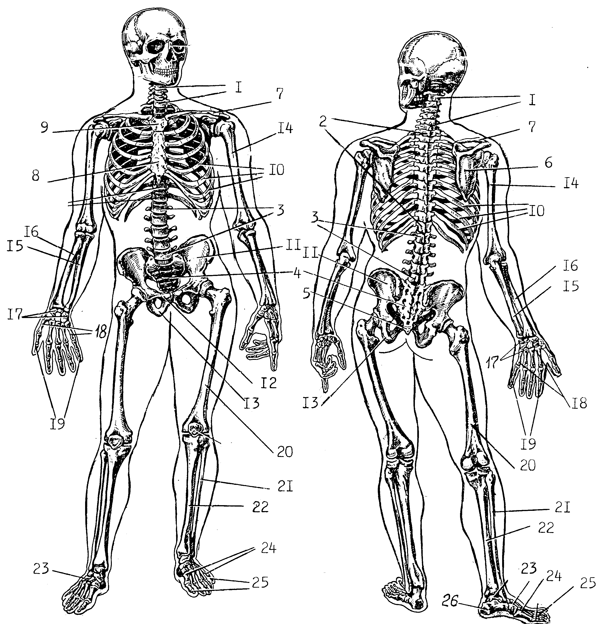Скелет с названиями костей на русском языке. Скелет человека биология 9 класс. Скелет человека схема. Скелет человека спереди. Скелет человека без подписей.