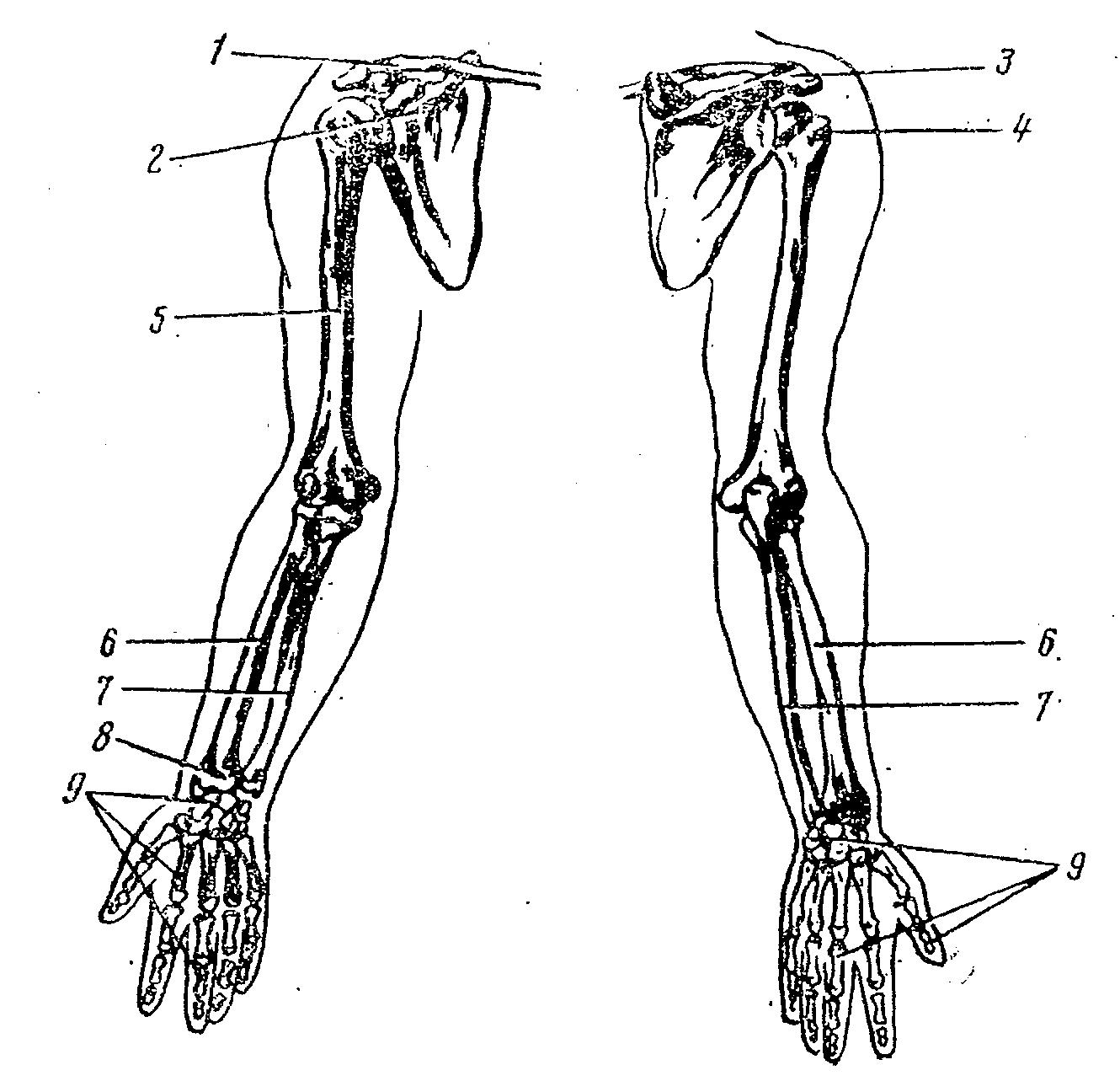 Скелет верхней конечности человека пояс конечностей. Плечевой пояс и скелет верхних конечностей. Скелет верхней конечности человека. Скелет конечностей верхняя конечность. Скелет верхней конечности человека схема.