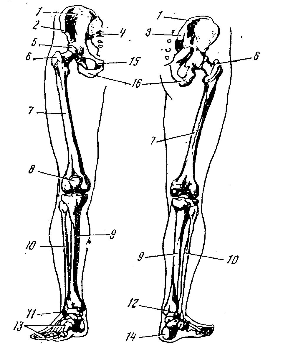 Кости нижних конечностей человека анатомия