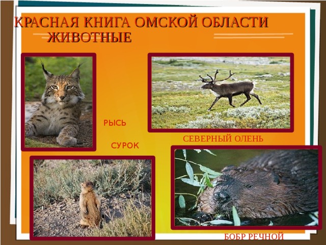 КРАСНАЯ КНИГА ОМСКОЙ ОБЛАСТИ ЖИВОТНЫЕ РЫСЬ СЕВЕРНЫЙ ОЛЕНЬ СУРОК БОБР РЕЧНОЙ 