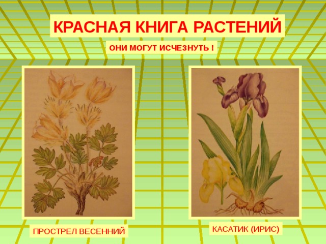 КРАСНАЯ КНИГА РАСТЕНИЙ ОНИ МОГУТ ИСЧЕЗНУТЬ ! КАСАТИК (ИРИС) ПРОСТРЕЛ ВЕСЕННИЙ 