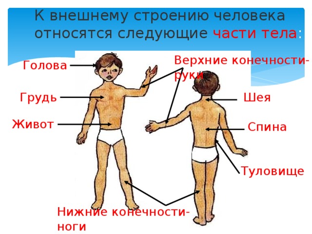 2 класс строение человека презентация