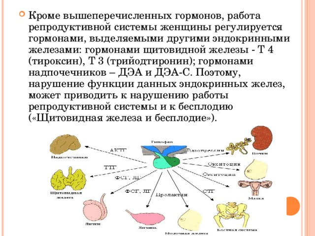 Презентация по теме Женская репродуктивная система разработана для