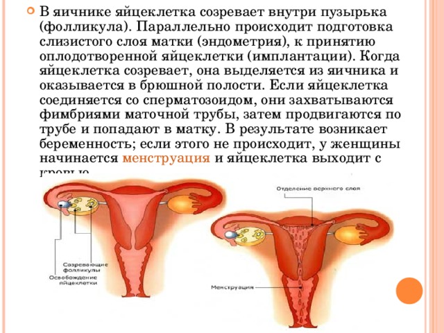 Сколько яйцеклеток у женщины. Яйцеклетка женщины. Яйцеклетки в яичниках женщины. Созревание яйцеклеток у женщин происходит в. Яйцеклетка женщины менструация.