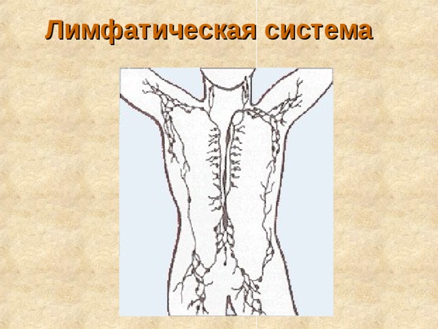 Лимфатическая система  