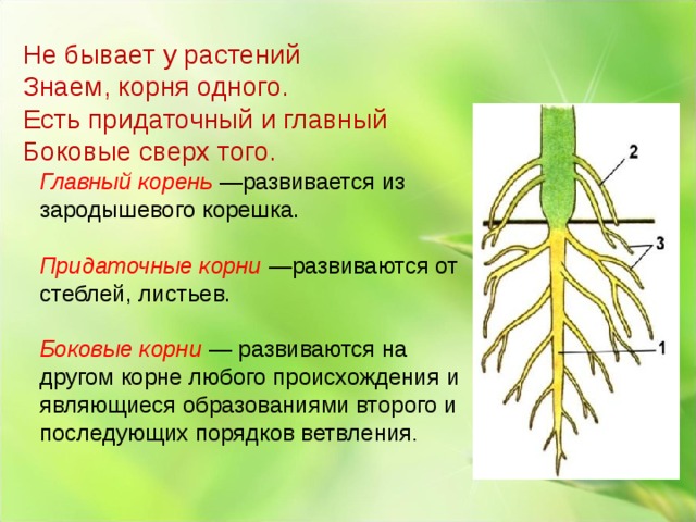 Боковой главный придаточный корневой. Главный корень корень развивается из зародышевого корешка. Боковые корни. Придаточные боковые и главный корень. Придаточные корни и боковые корни.