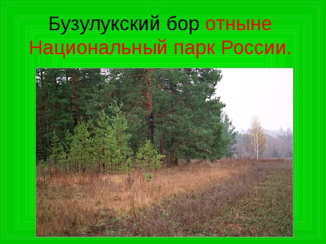 Бузулукский бор отныне Национальный парк России. 