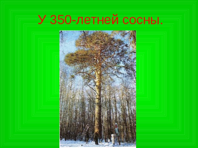У 350-летней сосны. 