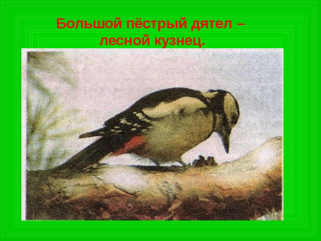 Большой пёстрый дятел –  лесной кузнец. 