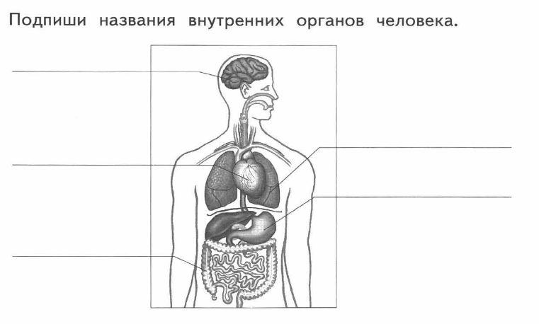 Запиши название органа обозначенного на рисунке цифрой 3